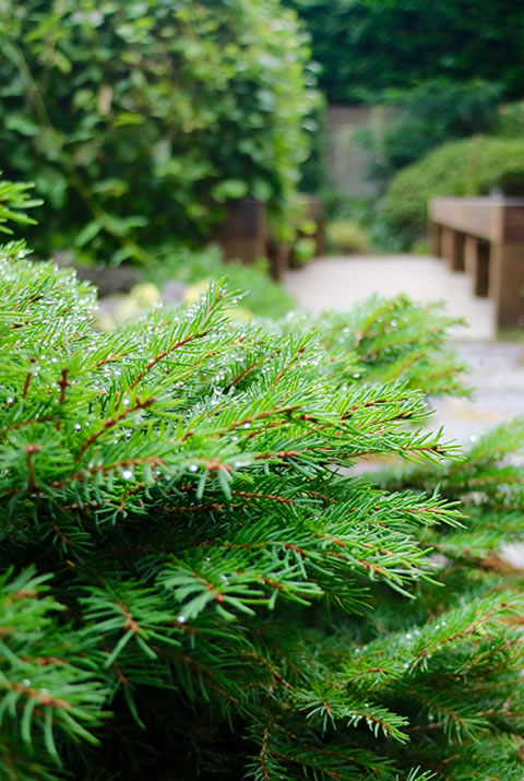 Lush green garden bushes